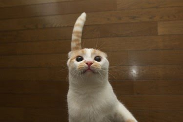 Ad:  8-agustos-dunya-kediler-gunu-bir-kap-su-mamayi-unutmayin,-fik22awA0mVlvGmj6jQVA.jpg
Gsterim: 235
Boyut:  9.5 KB