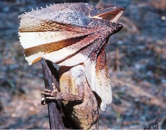 Ad:  kertenkele.JPG
Gsterim: 808
Boyut:  53.8 KB