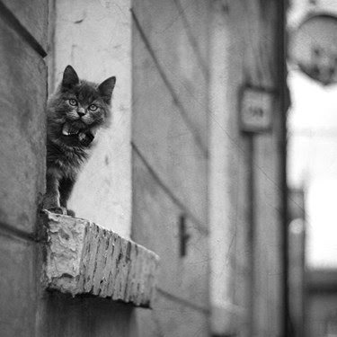 Ad:  8-agustos-dunya-kediler-gunu-bir-kap-su-mamayi-unutmayin,bsGk7AOOmkevWppAIiM5cw.jpg
Gsterim: 272
Boyut:  23.2 KB