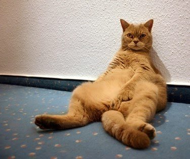 Ad:  8-agustos-dunya-kediler-gunu-bir-kap-su-mamayi-unutmayin,KbVAVS-FG0G0yQTJj24Z8A.jpg
Gsterim: 199
Boyut:  27.9 KB