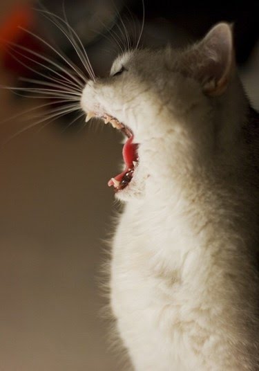 Ad:  8-agustos-dunya-kediler-gunu-bir-kap-su-mamayi-unutmayin,6FJpxiFZMUOYxnEdXIu8NQ.jpg
Gsterim: 218
Boyut:  21.7 KB