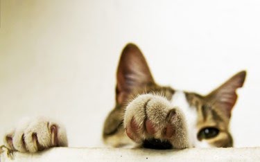 Ad:  8-agustos-dunya-kediler-gunu-bir-kap-su-mamayi-unutmayin,6mK7fTGlKEqcvMJFWlY1Qw.jpg
Gsterim: 204
Boyut:  10.6 KB