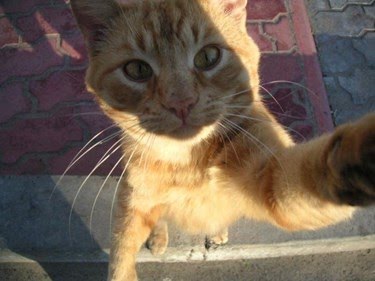 Ad:  8-agustos-dunya-kediler-gunu-bir-kap-su-mamayi-unutmayin,9QoQzBwUS023uOiaDYEsig.jpg
Gsterim: 210
Boyut:  22.7 KB