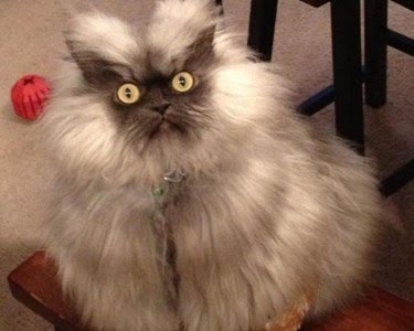 Ad:  8-agustos-dunya-kediler-gunu-bir-kap-su-mamayi-unutmayin,msCJV5_14E-4Roz2htKJrw.jpg
Gsterim: 233
Boyut:  20.7 KB