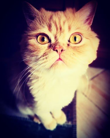 Ad:  8-agustos-dunya-kediler-gunu-bir-kap-su-mamayi-unutmayin,tEXHWbY2D0eSS8k3wPTTcg.jpg
Gsterim: 208
Boyut:  25.4 KB