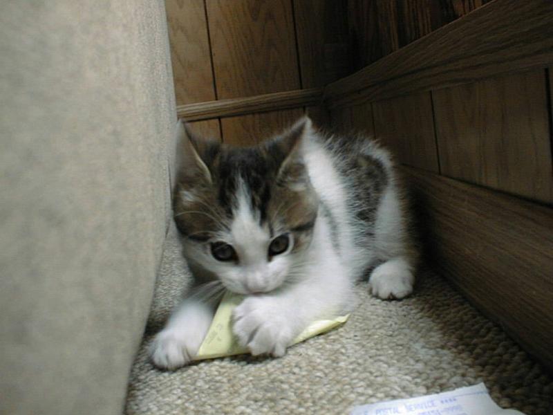 Ad:  small-trouble.jpg
Gsterim: 205
Boyut:  46.8 KB