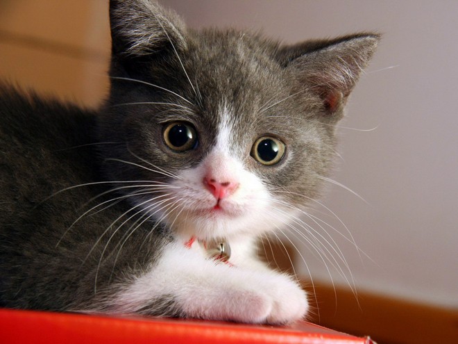 Ad:  Most-Beautiful-Cats-Photos-On-StumbleUpon-3.jpg
Gsterim: 273
Boyut:  82.7 KB