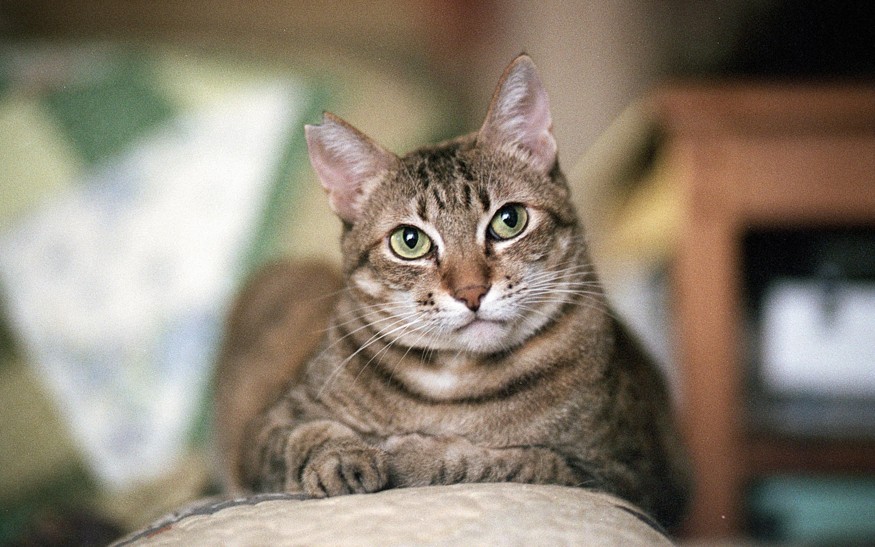 Ad:  13_gettyimages_830612776_resized.jpg
Gsterim: 1258
Boyut:  382.5 KB