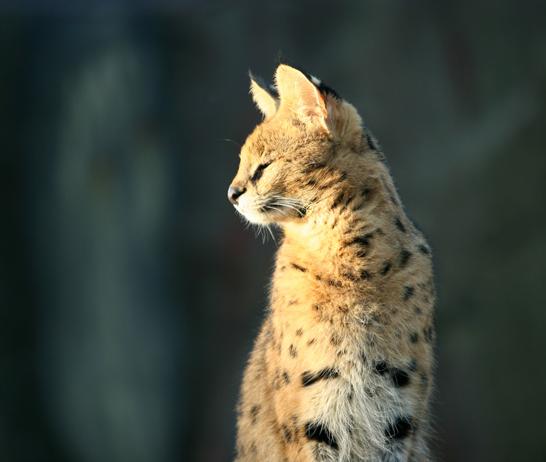 Ad:  Serval_1_by_caracal.jpg
Gsterim: 271
Boyut:  22.7 KB