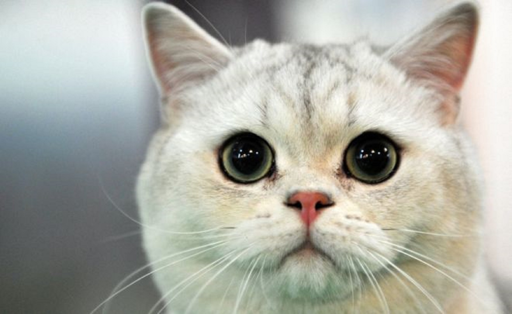 Ad:  _103224151_kedi.jpg
Gsterim: 526
Boyut:  252.0 KB