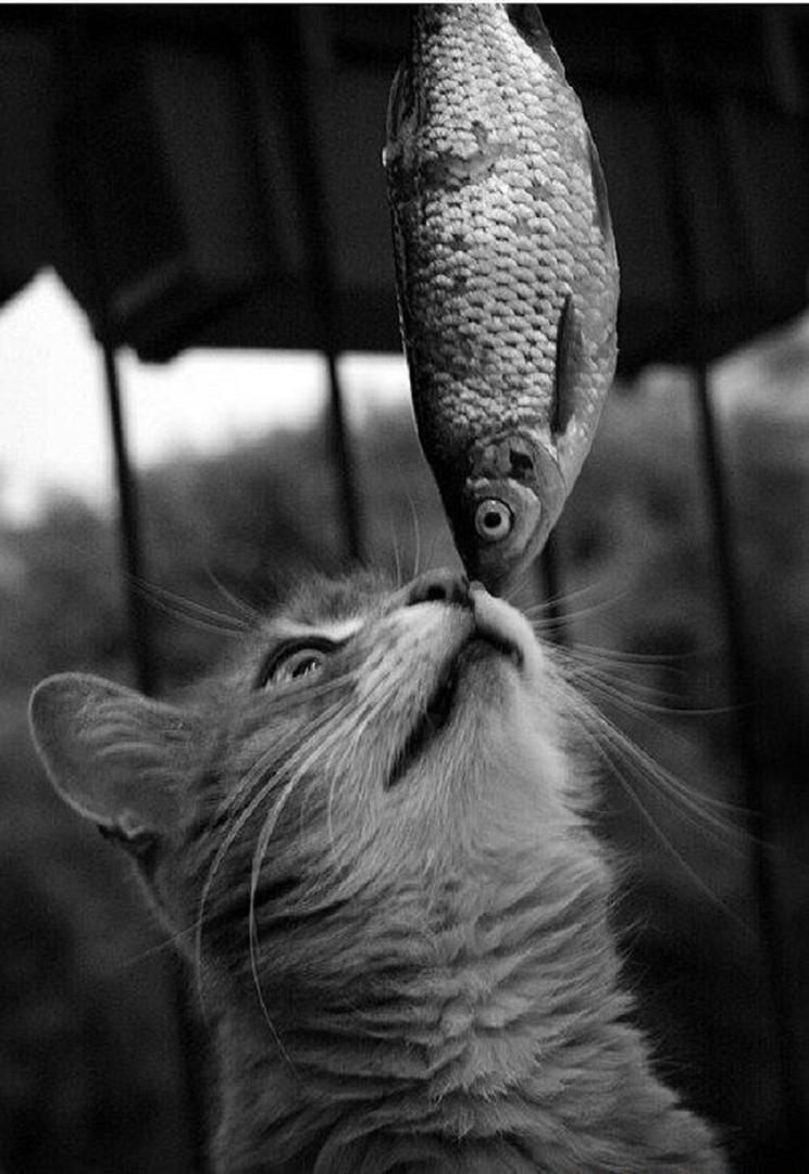 Ad:  internetin-yeni-fenomenleri,NWG1Pn7baUyOnJwRTiAmng.jpg
Gsterim: 508
Boyut:  92.9 KB