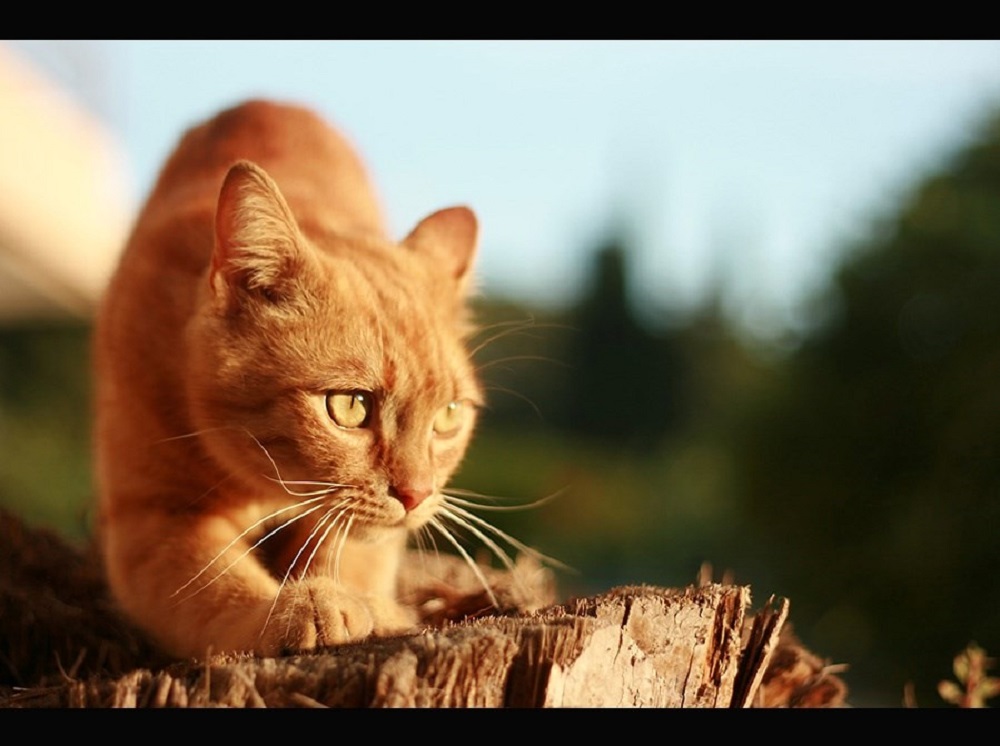 Ad:  internetin-yeni-fenomenleri,0rbjoXaK6EejiIut8mbNfA.jpg
Gsterim: 1058
Boyut:  135.3 KB