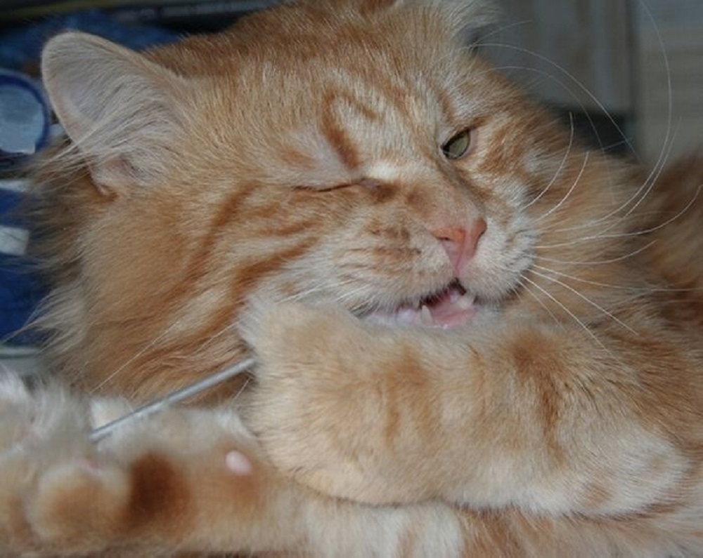 Ad:  internetin-yeni-fenomenleri,7eMJCEhnqE2AeHyehPTCzA.jpg
Gsterim: 777
Boyut:  184.5 KB