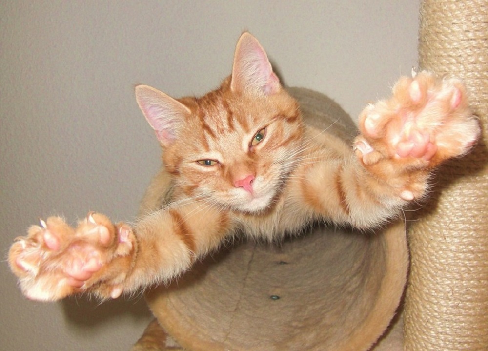 Ad:  internetin-yeni-fenomenleri,CVEbqXAKRkeQe-287Kfaow.jpg
Gsterim: 578
Boyut:  193.3 KB