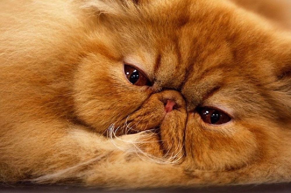 Ad:  internetin-yeni-fenomenleri,aY94M8CDvEWLBSTDY85cfQ.jpg
Gsterim: 538
Boyut:  209.7 KB