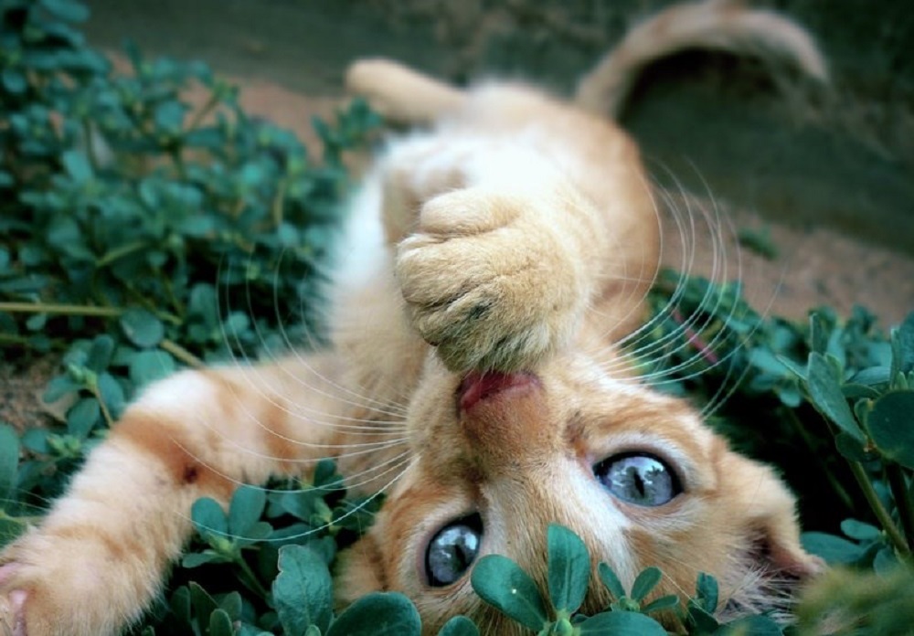 Ad:  internetin-yeni-fenomenleri,6CeOKT3rWU2HlUY02Li2kw.jpg
Gsterim: 274
Boyut:  170.2 KB