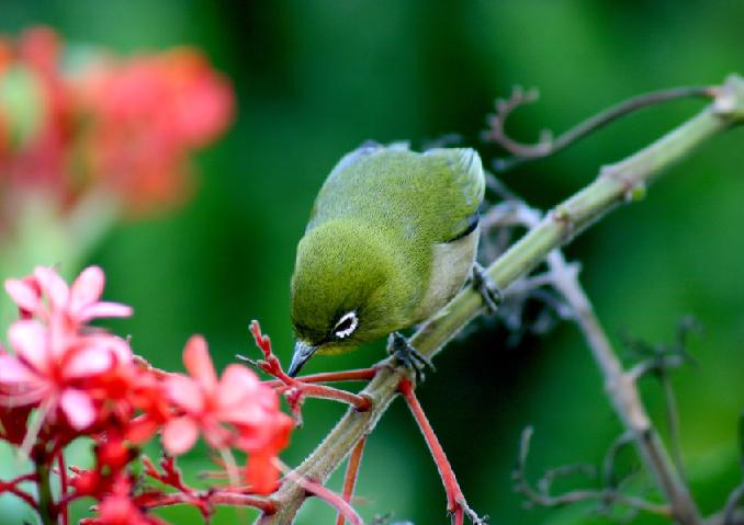 Ad:  Mejiro_by_dallasnagata.jpg
Gsterim: 292
Boyut:  37.3 KB