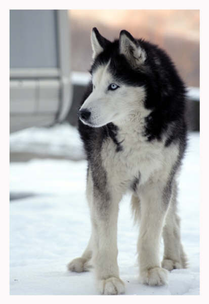 Ad: pose_by_Toprale.jpg
Gösterim: 1787
Boyut: 21.3 KB