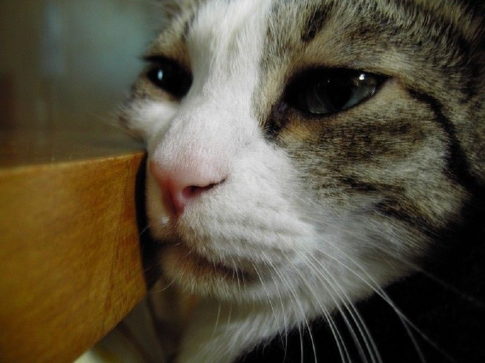 Ad:  internetin-yeni-fenomenleri,NmHWt39omEijTvvn6f_UYA.jpg
Gsterim: 286
Boyut:  184.2 KB