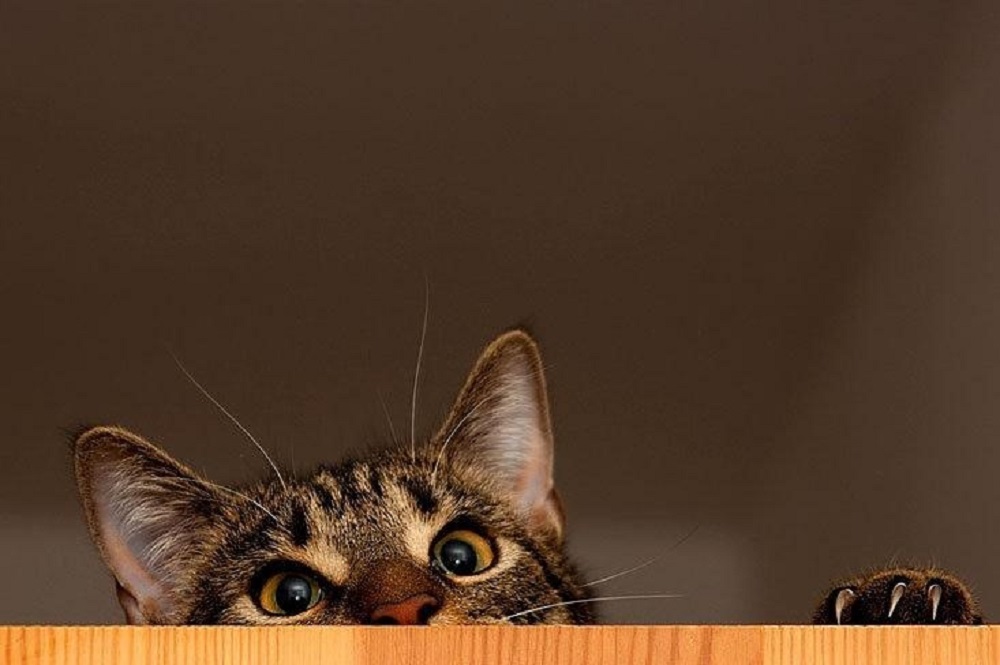 Ad:  internetin-yeni-fenomenleri,dA78-ALn_Eapm-ME8qRAcg.jpg
Gsterim: 289
Boyut:  106.3 KB