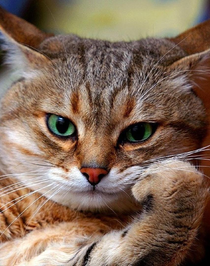 Ad:  internetin-yeni-fenomenleri,31nSna2duk2wyVmv6ZrvLA.jpg
Gsterim: 834
Boyut:  150.9 KB