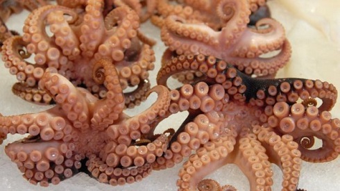 Ad:  _103525864_octopus2.jpg
Gsterim: 796
Boyut:  59.2 KB