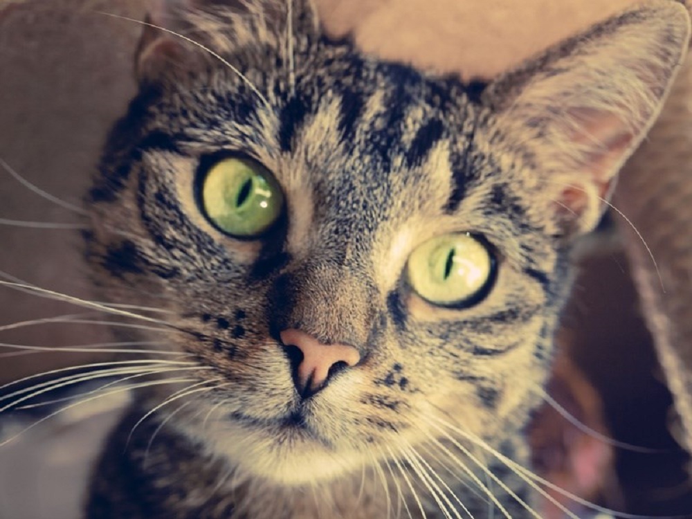 Ad:  internetin-yeni-fenomenleri,FQJrTJ-w9E2_WNuDtnPJgw.jpg
Gsterim: 1484
Boyut:  188.4 KB