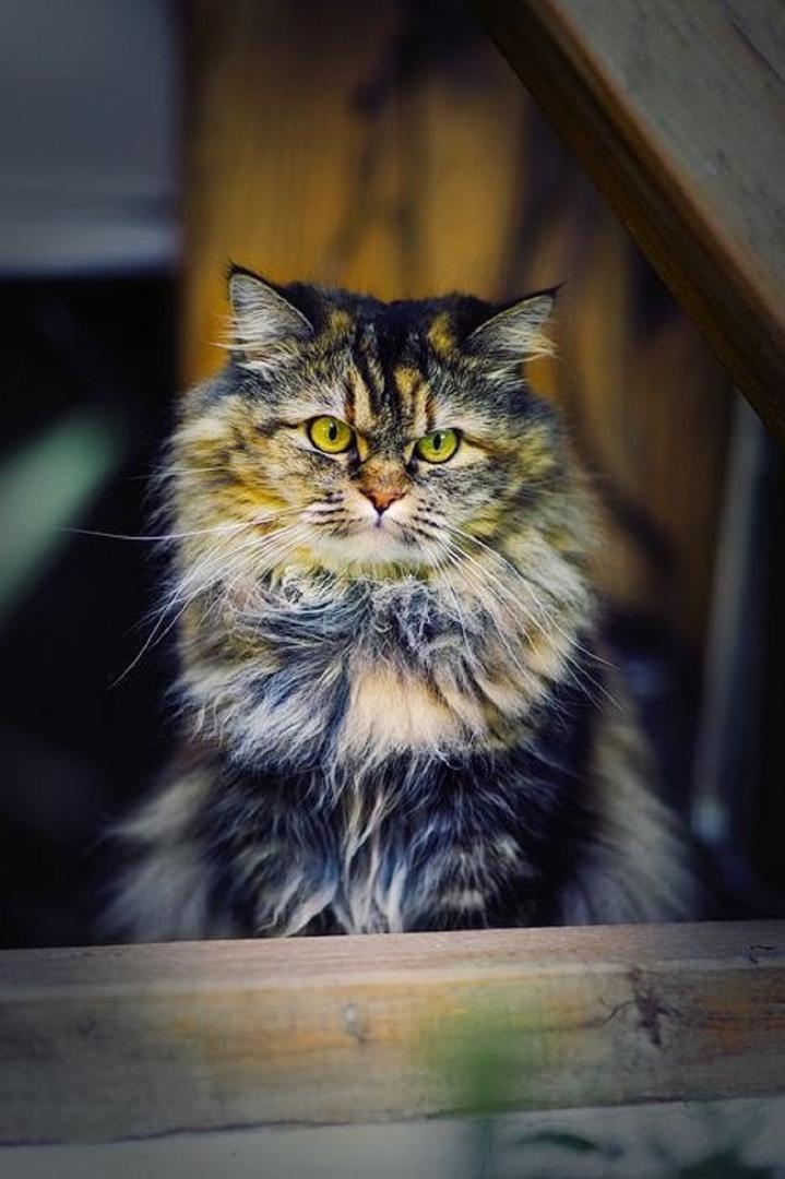 Ad:  internetin-yeni-fenomenleri,I-dEtM2W60-DRnRHaL5iNQ.jpg
Gsterim: 251
Boyut:  77.1 KB