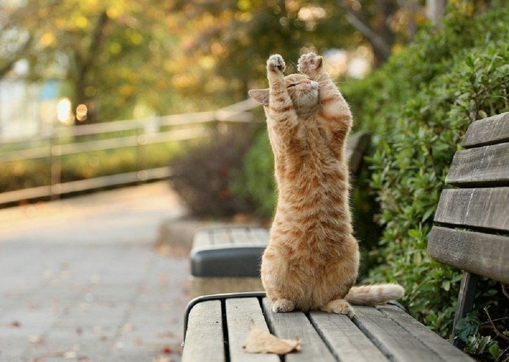 Ad:  internetin-yeni-fenomenleri,rkTYjMGEc0yoI7fdjMlbtQ.jpg
Gsterim: 839
Boyut:  197.3 KB