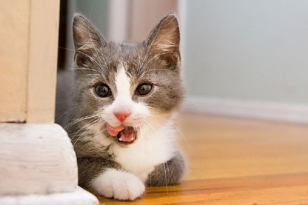 Ad:  internetin-yeni-fenomenleri,IqAl_dkCXkO__qRfHvcW3w.jpg
Gsterim: 2190
Boyut:  150.8 KB