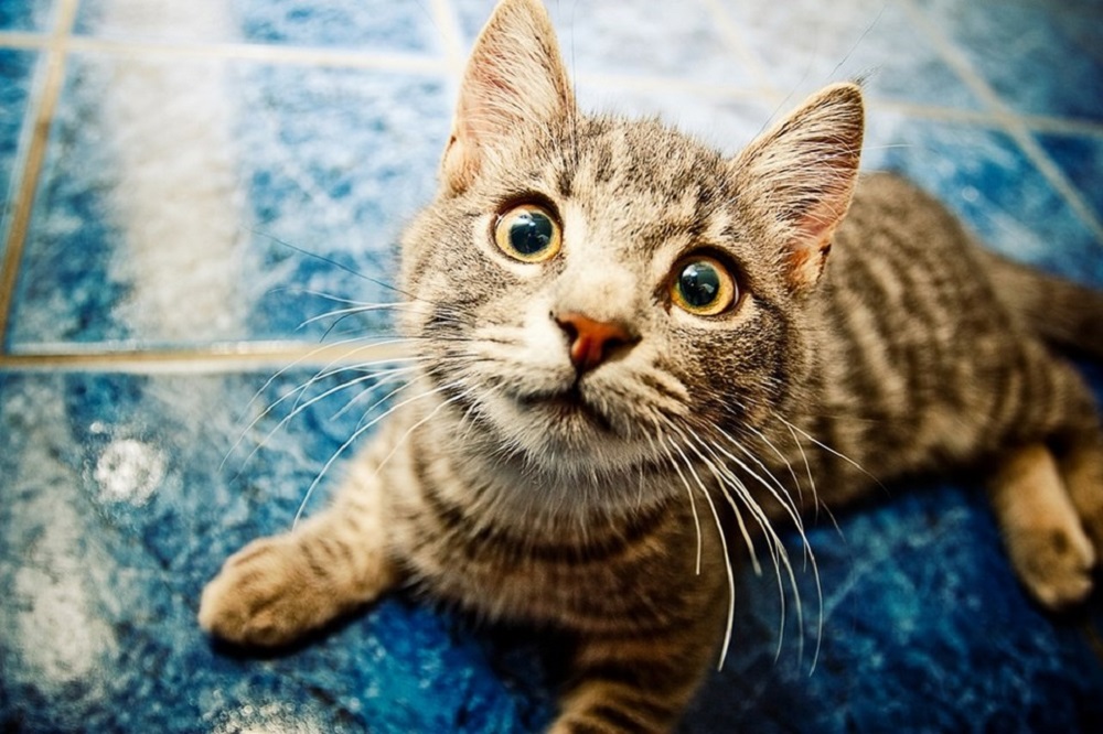 Ad:  internetin-yeni-fenomenleri,u5qOiN97b0uAaH-NCENrnQ.jpg
Gsterim: 352
Boyut:  208.5 KB