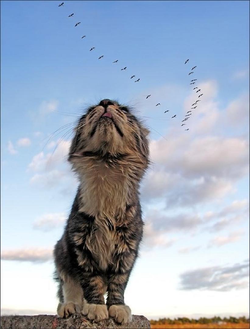 Ad:  internetin-yeni-fenomenleri,13Jo_oY11E2ZdN14VzHM-g.jpg
Gsterim: 358
Boyut:  69.0 KB