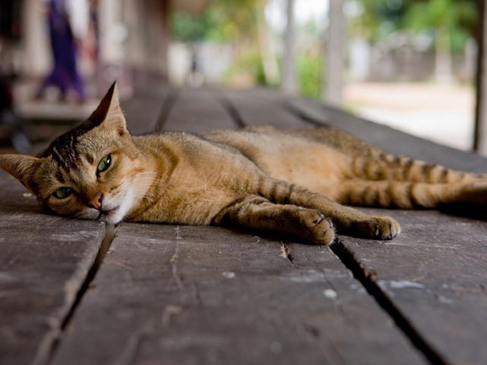 Ad:  internetin-yeni-fenomenleri,otqBveHLFUCL3m935GrBfQ.jpg
Gsterim: 262
Boyut:  149.3 KB