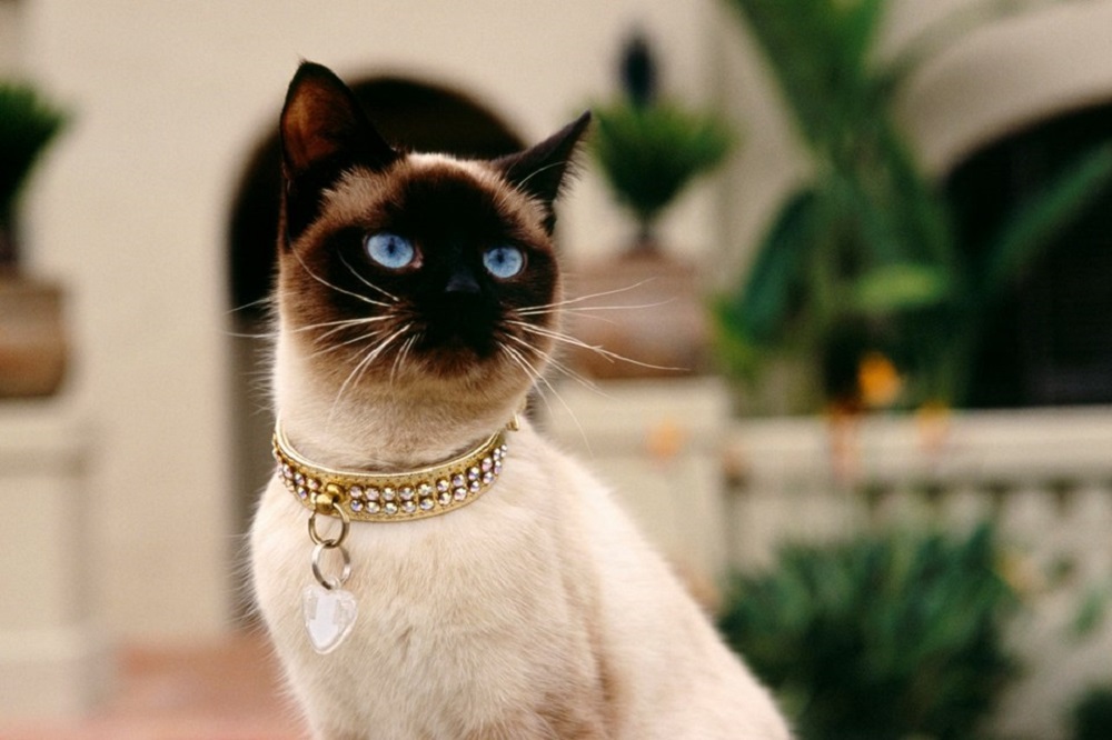 Ad:  internetin-yeni-fenomenleri,8w7P4LNOVEiwDsr7d6tefQ.jpg
Gsterim: 225
Boyut:  140.2 KB