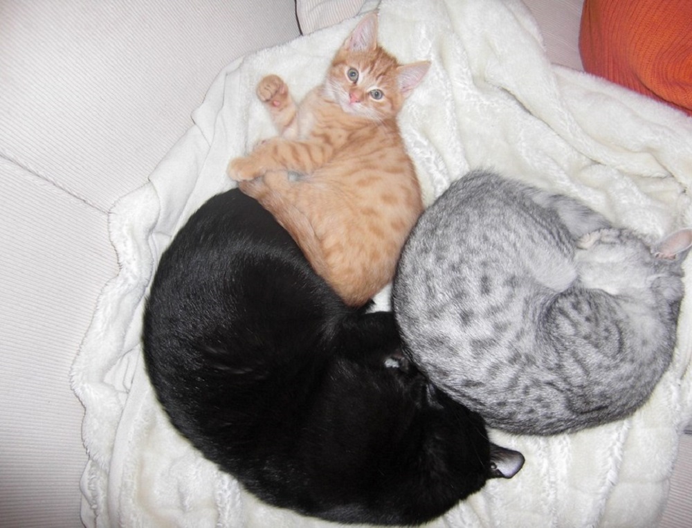 Ad:  internetin-yeni-fenomenleri,zsTWvQCBRkywktG1nEkhBQ.jpg
Gsterim: 244
Boyut:  204.1 KB