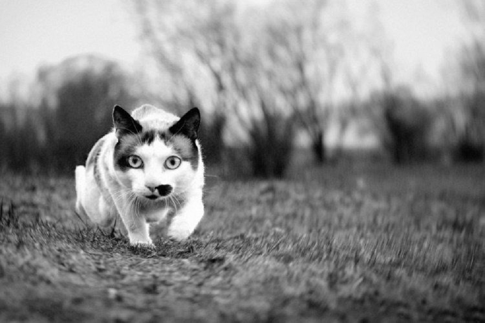 Ad:  internetin-yeni-fenomenleri,sV7kuPt2TkKSpToKCnfx5w.jpg
Gsterim: 276
Boyut:  133.7 KB