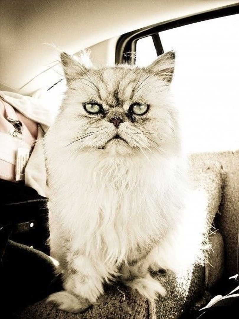 Ad:  internetin-yeni-fenomenleri,YY5GWT9xAk2q-k4BDKn-HA.jpg
Gsterim: 678
Boyut:  147.9 KB