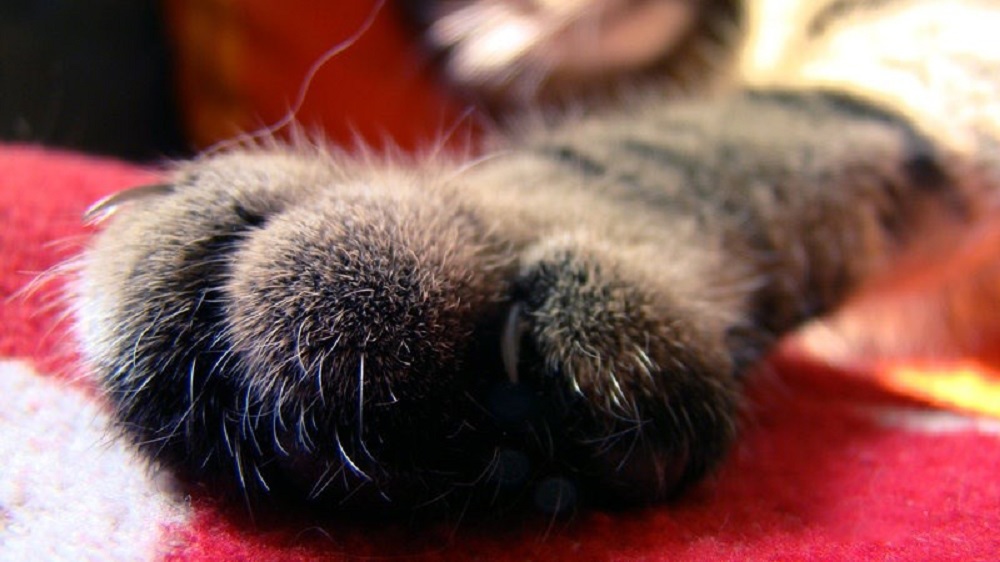 Уход за лапами кошки. Кошачьи лапки подушечки. Порода кошек с черными подушечками на лапах. Кошкина лапка.