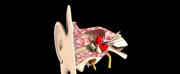 Ad:  ic-kulakta-yeni-noronlar-kesfedildi,4sCM0IbrfEeFpwYck82qmg.jpg
Gsterim: 947
Boyut:  20.1 KB
