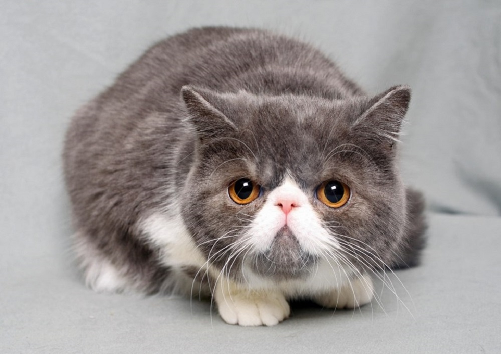 Ad:  internetin-yeni-fenomenleri,rAwvQDYCpU2vbx1wUOd86A.jpg
Gsterim: 339
Boyut:  155.2 KB