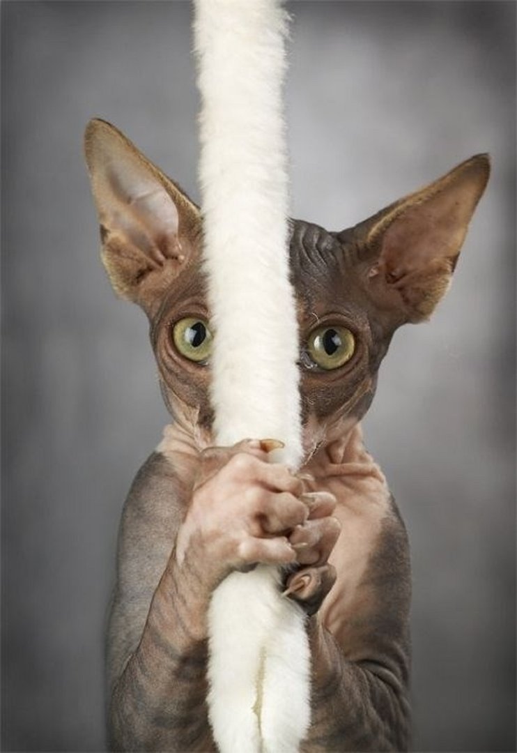 Ad:  internetin-yeni-fenomenleri,5Hxax4u2E0qel54h_zyqjA.jpg
Gsterim: 337
Boyut:  75.3 KB