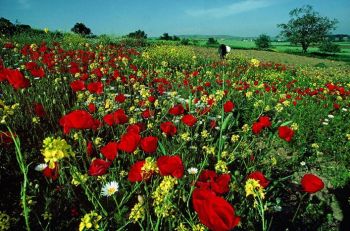 Ad: 18.JPG
Gösterim: 351
Boyut: 37.9 KB