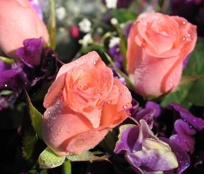 Ad:  031009_rose_wp1.jpg
Gsterim: 492
Boyut:  54.5 KB