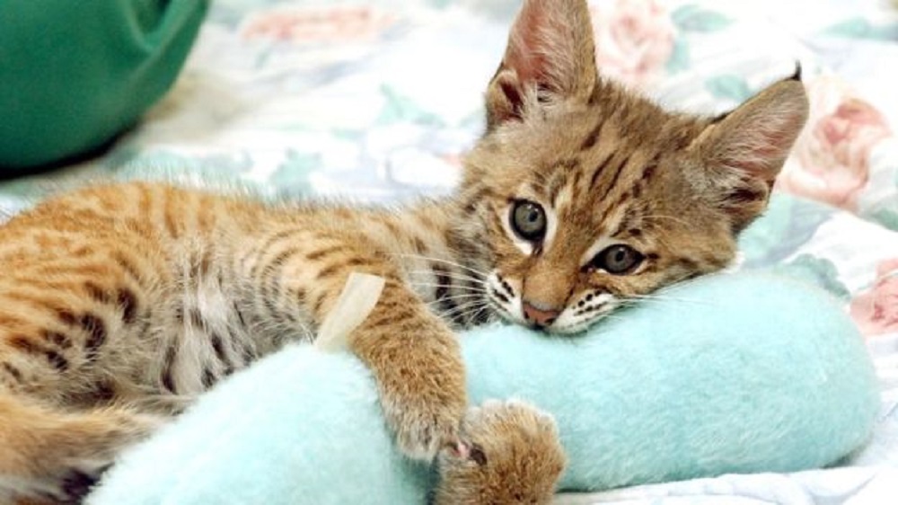 Ad:  _92713275_gettyimages-1135127.jpg
Gsterim: 277
Boyut:  135.8 KB