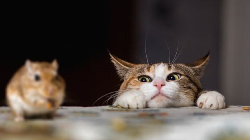 Ad:  _93263148_thinkstockphotos-507209918.jpg
Gsterim: 242
Boyut:  68.3 KB