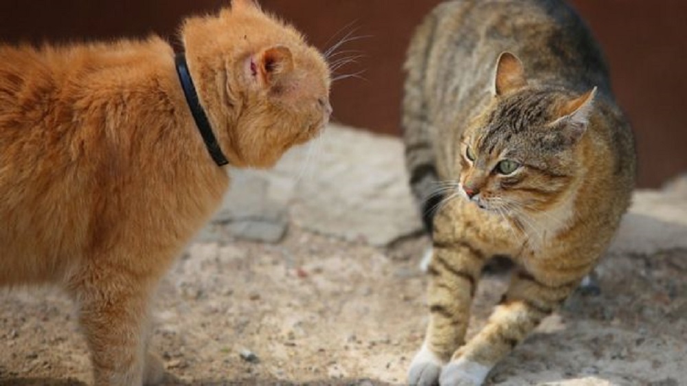 Ad:  _93263200_thinkstockphotos-494976286.jpg
Gsterim: 250
Boyut:  125.7 KB