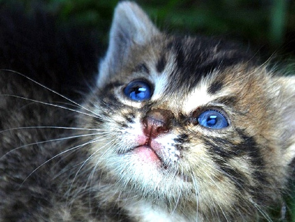 Ad:  1001resim_mavi-gozlu-kedi-resmi.jpg
Gsterim: 933
Boyut:  236.2 KB