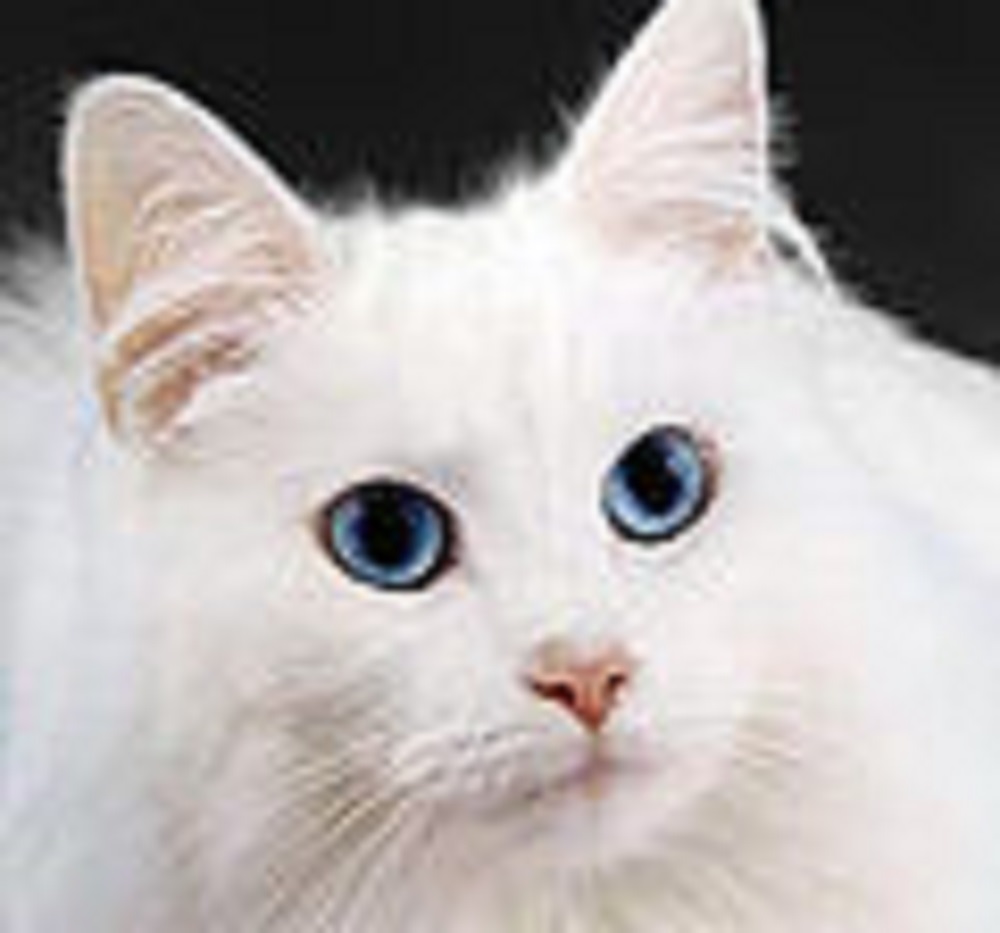 Ad:  120px-WhiteCat.jpg
Gsterim: 265
Boyut:  89.3 KB