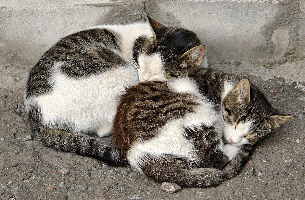 Ad:  1024px-2_russian_street_cats-crop.jpg
Gsterim: 227
Boyut:  363.9 KB