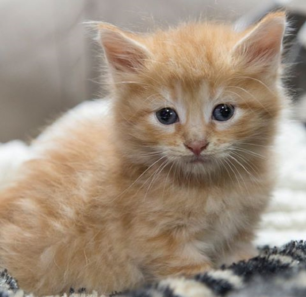 Ad:  12049653_577469285760912_8712606310880495947_n.jpg
Gsterim: 677
Boyut:  168.9 KB